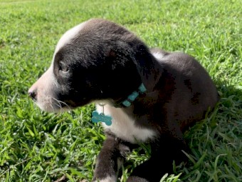 Border Collie puppies