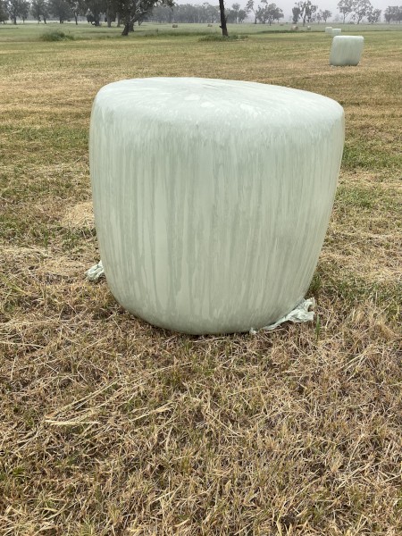 230 x Oaten Rye Silage 4x4 Rolls