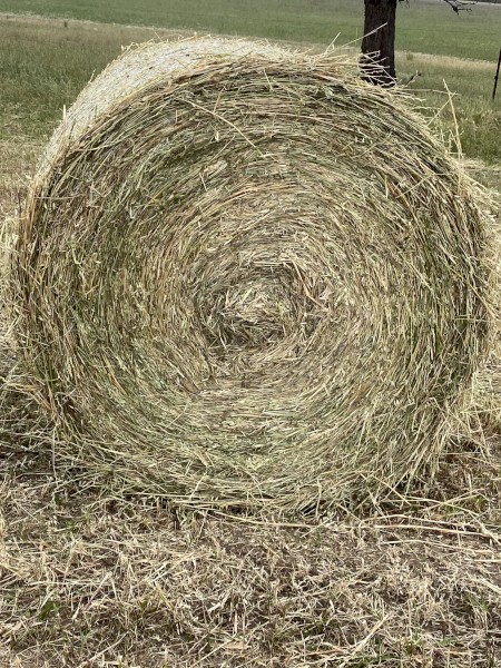 oaten rye silage
