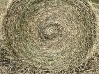 oaten rye silage