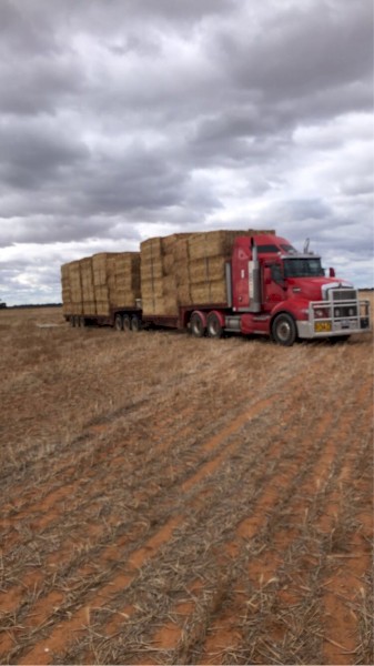 300mt Wheaten Straw 500kg 8x4x3 Bales