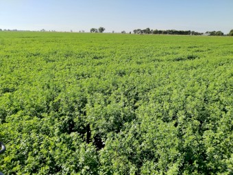 Lucerne little squares bales 