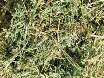 Lucerne little squares bales 