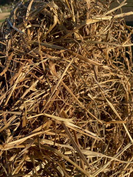 Ryegrass Silage Rolls
