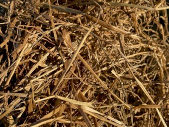 Ryegrass Silage Rolls