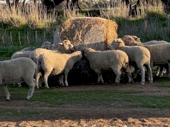 Ryegrass Silage Rolls
