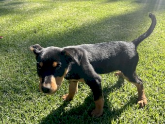 2 Black and Tan Kelpie Pups 