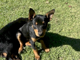 2 Black and Tan Kelpie Pups 