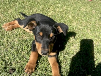 2 Black and Tan Kelpie Pups 