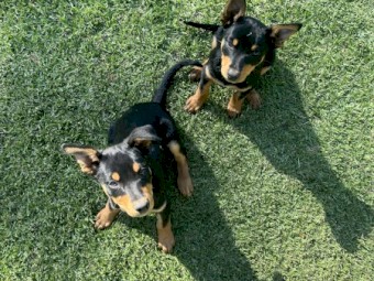 2 Black and Tan Kelpie Pups 