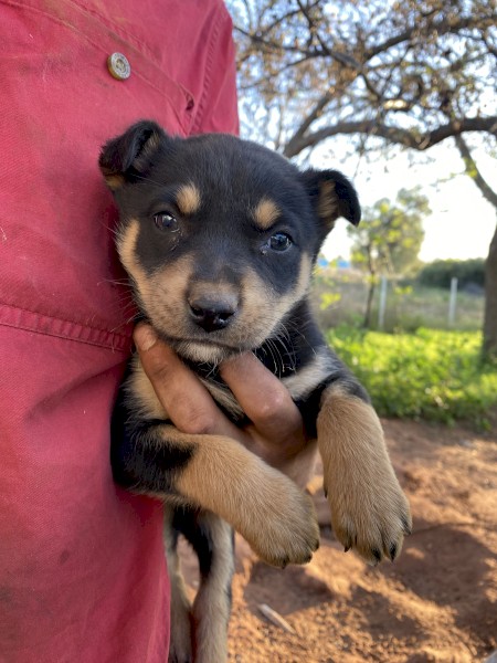 KELPIE PUPS FREE TO GOOD HOME