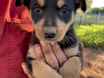 KELPIE PUPS FREE TO GOOD HOME