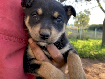 KELPIE PUPS FREE TO GOOD HOME