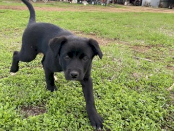 Kelpie/Border collie pups