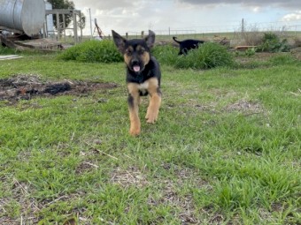 Kelpie/Border collie pups