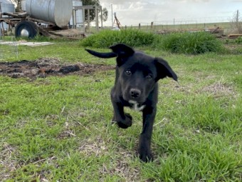 Kelpie/Border collie pups