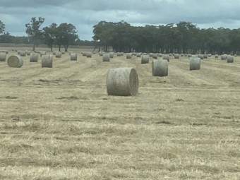 390 x Clover Hay 327kg 5x4 Rolls