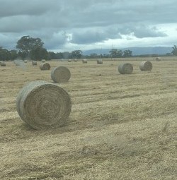 390 x Clover Hay 327kg 5x4 Rolls