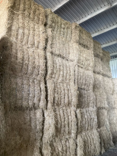 Lucerne Hay 25 season 