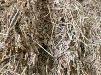 Lucerne Hay 25 season 