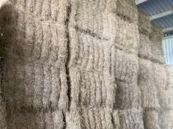 Lucerne Hay 25 season 