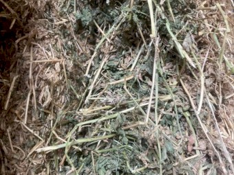 Lucerne Hay 25 season 