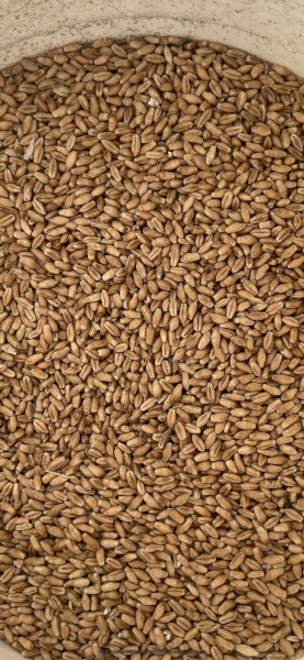 Triticale