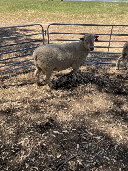White Suffolk X Southdown Rams