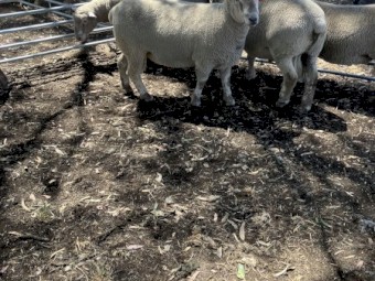 White Suffolk X Southdown Rams