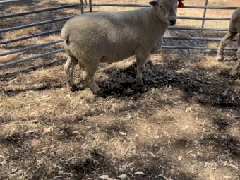 White Suffolk X Southdown Rams
