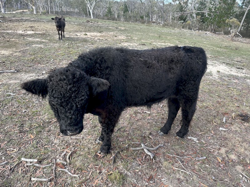 Galloway bull