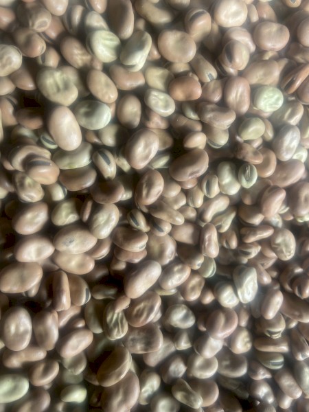 Faba beans