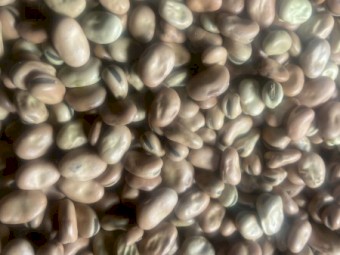 Faba beans