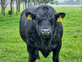 LAWSON Angus Bull