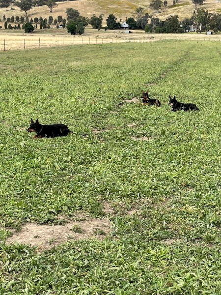 15 Mth Kelpie Bitch Started