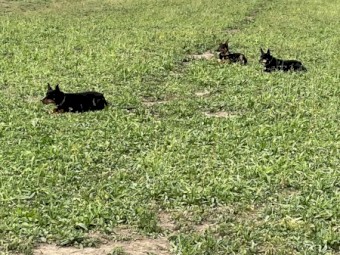 15 Mth Kelpie Bitch Started