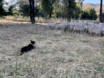 15 Mth Kelpie Bitch Started