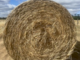 Oat/Ryegrass Hay 5x4 Round Bales