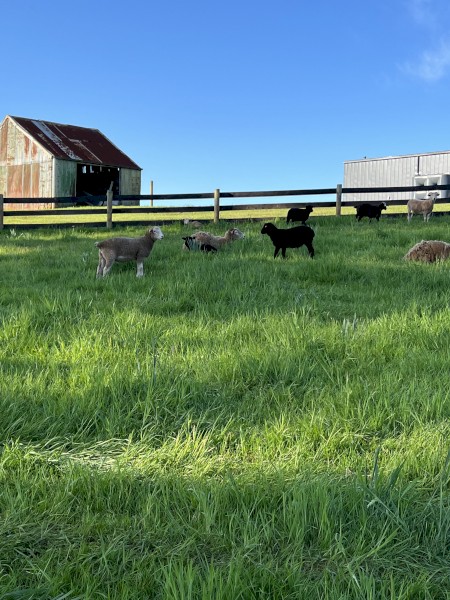 Wiltshire x Dorper Lambs