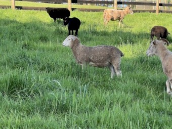 Wiltshire x Dorper Lambs