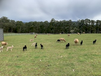 Wiltshire x Dorper Lambs