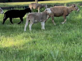 Wiltshire x Dorper Lambs