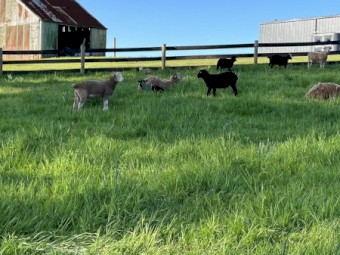 Wiltshire x Dorper Lambs