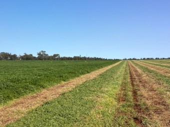 200mt Vetch Hay 600kg 8x4x3 Bales (New Season 24/25)