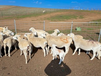 Australian White Ewes x 6