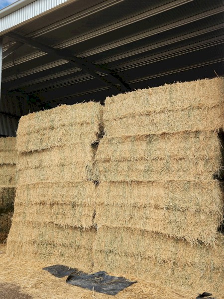 Lucerne Hay