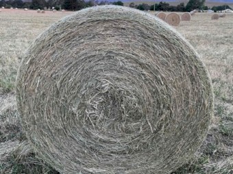 Lucerne & Oaten Hay 4x4 Rolls x 500