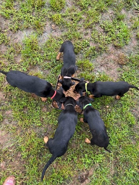 Kelpie pups for sale