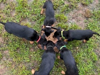 Kelpie pups for sale