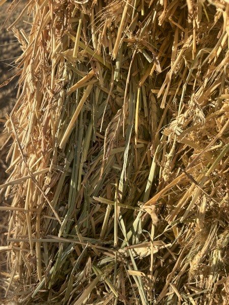 Wheaten Hay